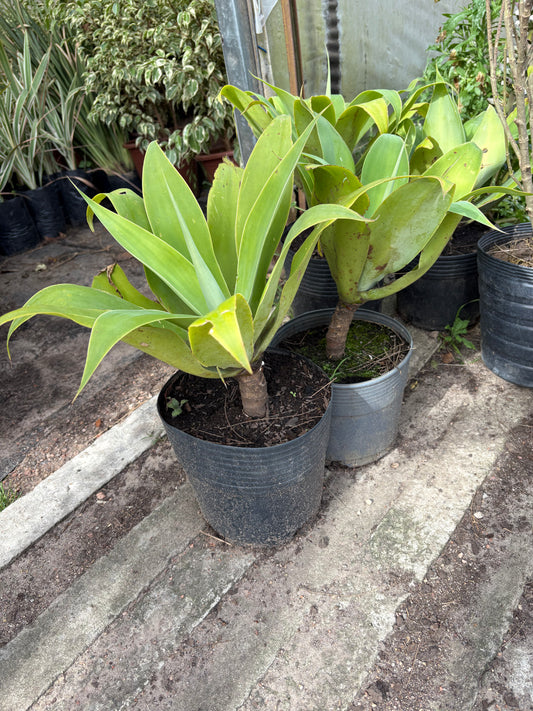 Agave Attenuata – El suculento más elegante y resistente