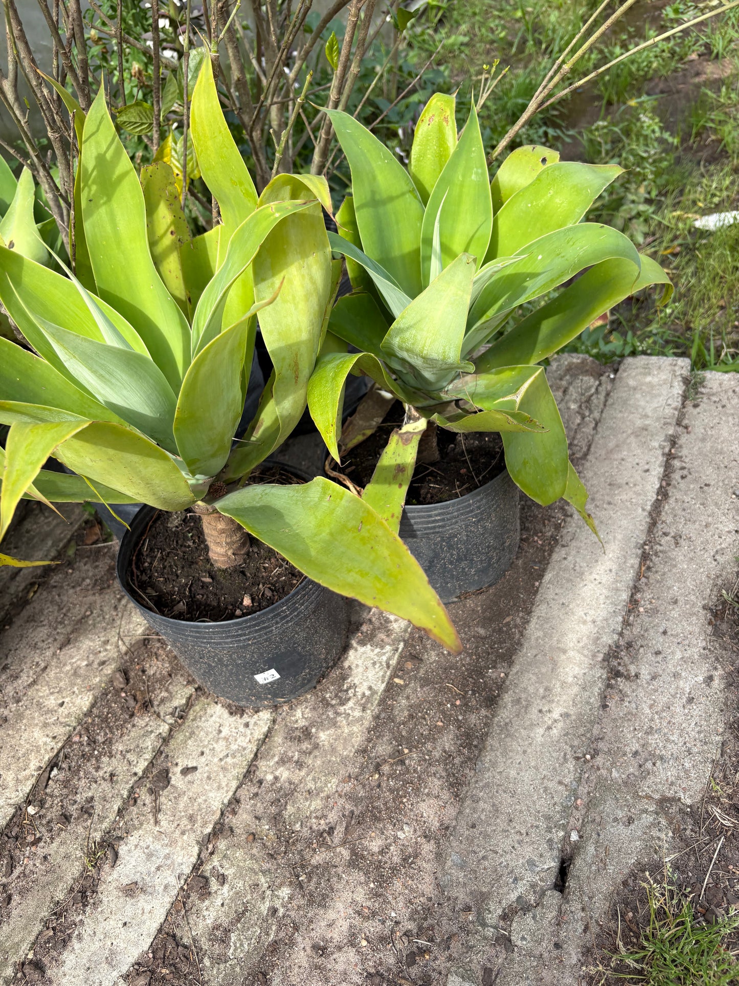 Agave Attenuata – El suculento más elegante y resistente