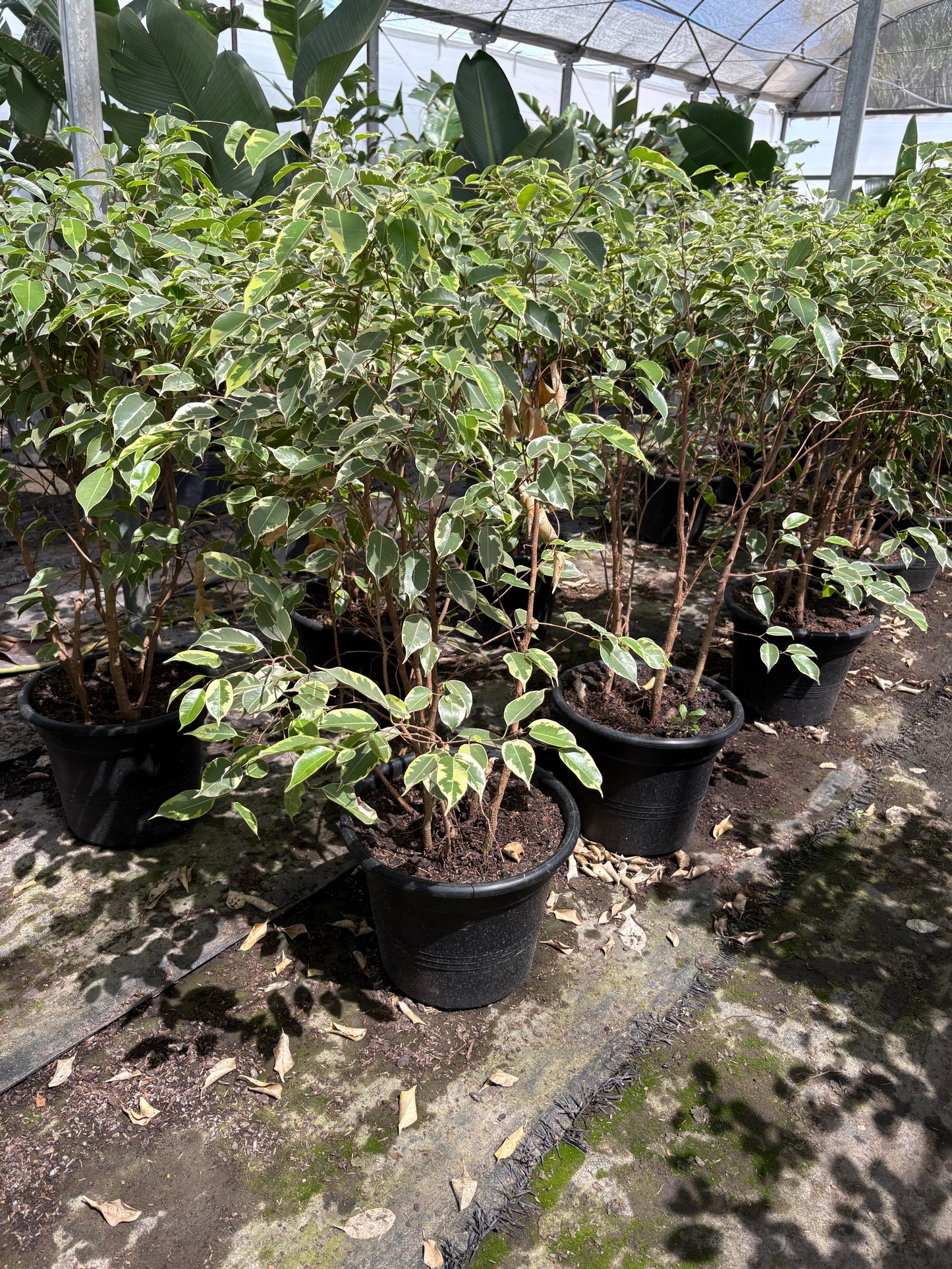 Ficus benjamina – Árbol decorativo interior y exterior luminoso