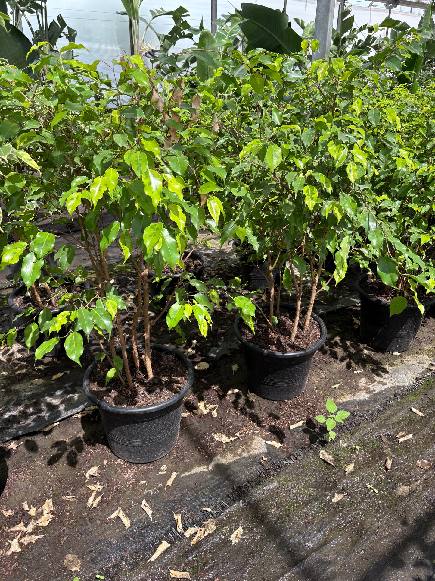 Ficus benjamina – Árbol decorativo interior y exterior luminoso