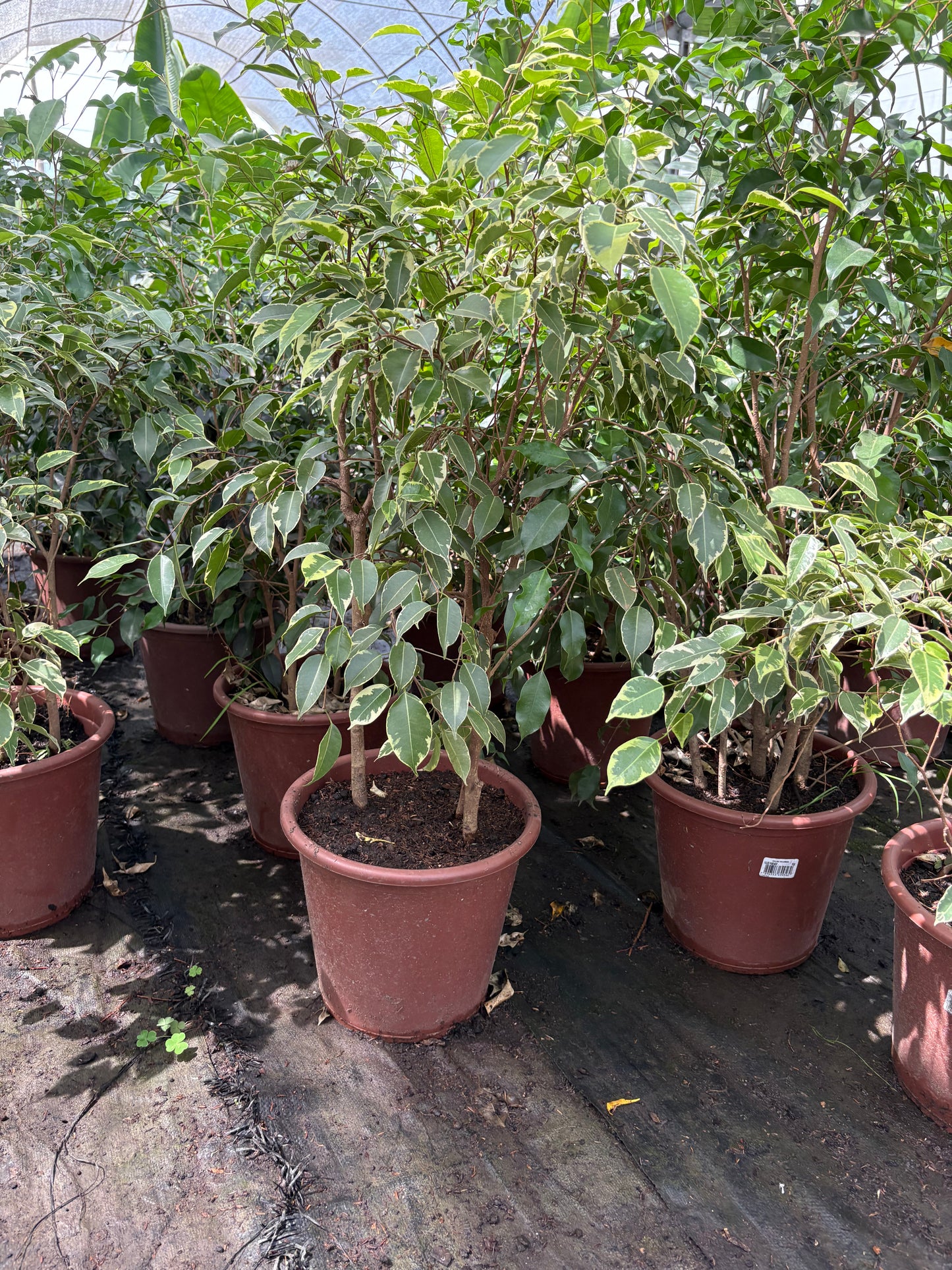 Ficus benjamina – Árbol decorativo interior y exterior luminoso
