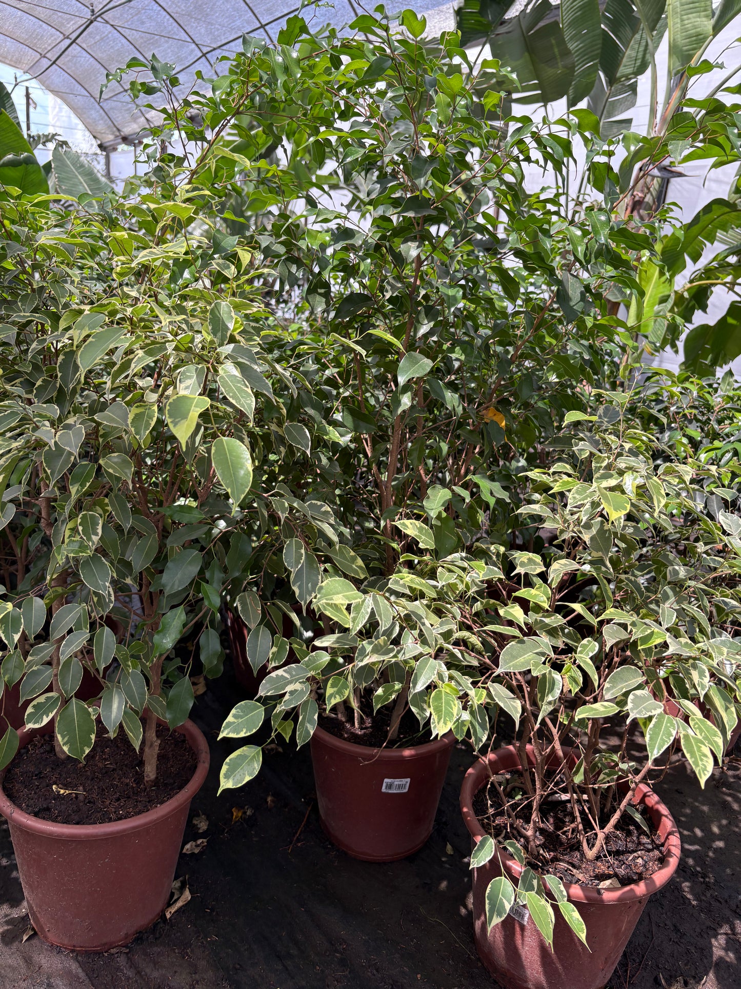Ficus benjamina – Árbol decorativo interior y exterior luminoso