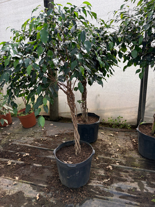 Ficus benjamina – Árbol decorativo interior y exterior luminoso