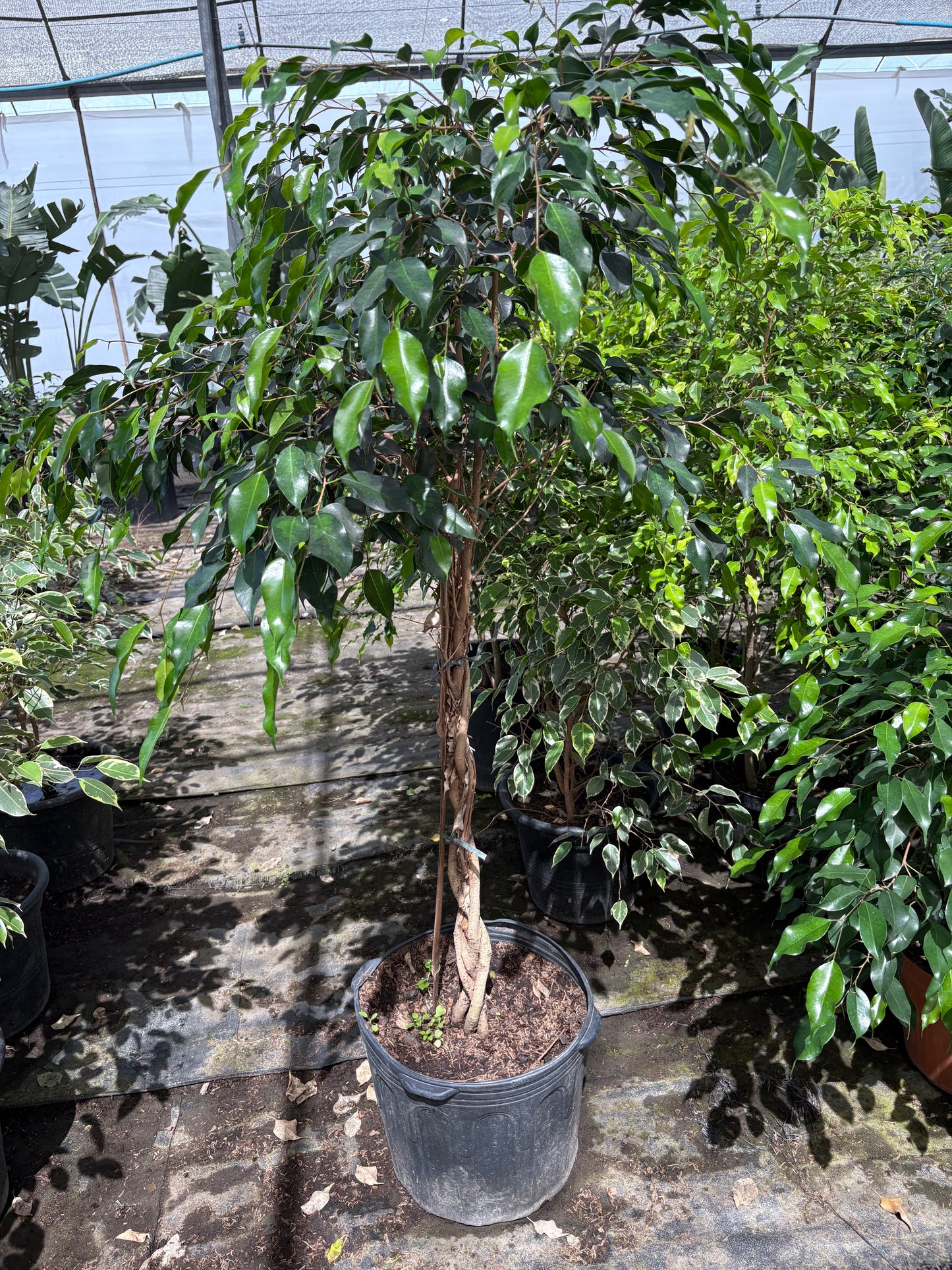 Ficus benjamina – Árbol decorativo interior y exterior luminoso