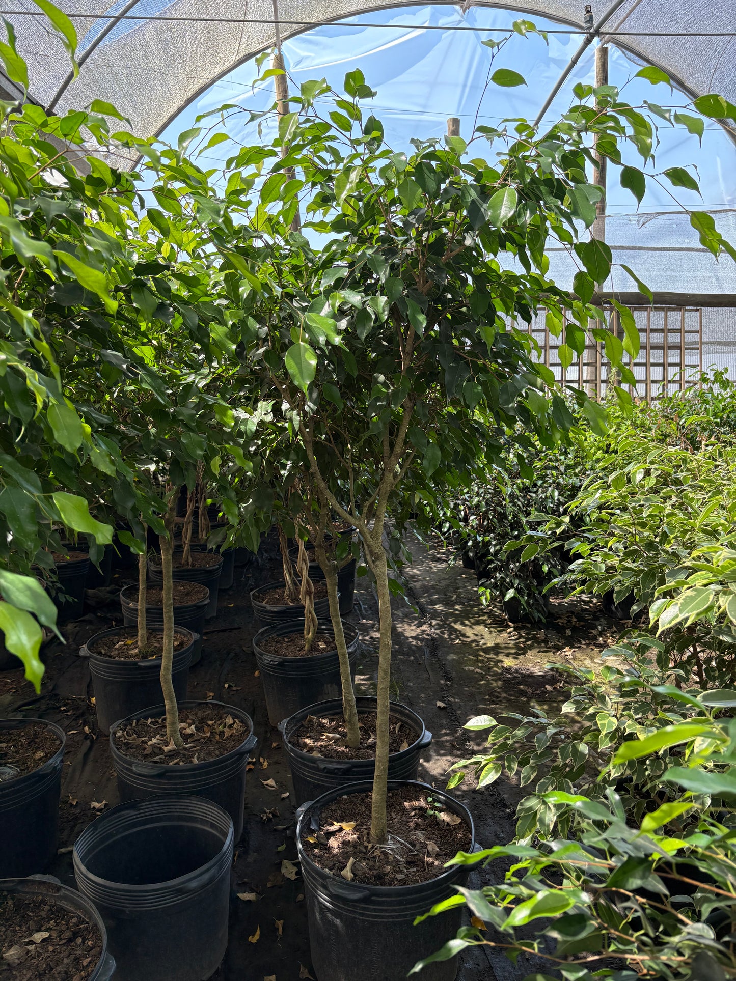 Ficus benjamina – Árbol decorativo interior y exterior luminoso