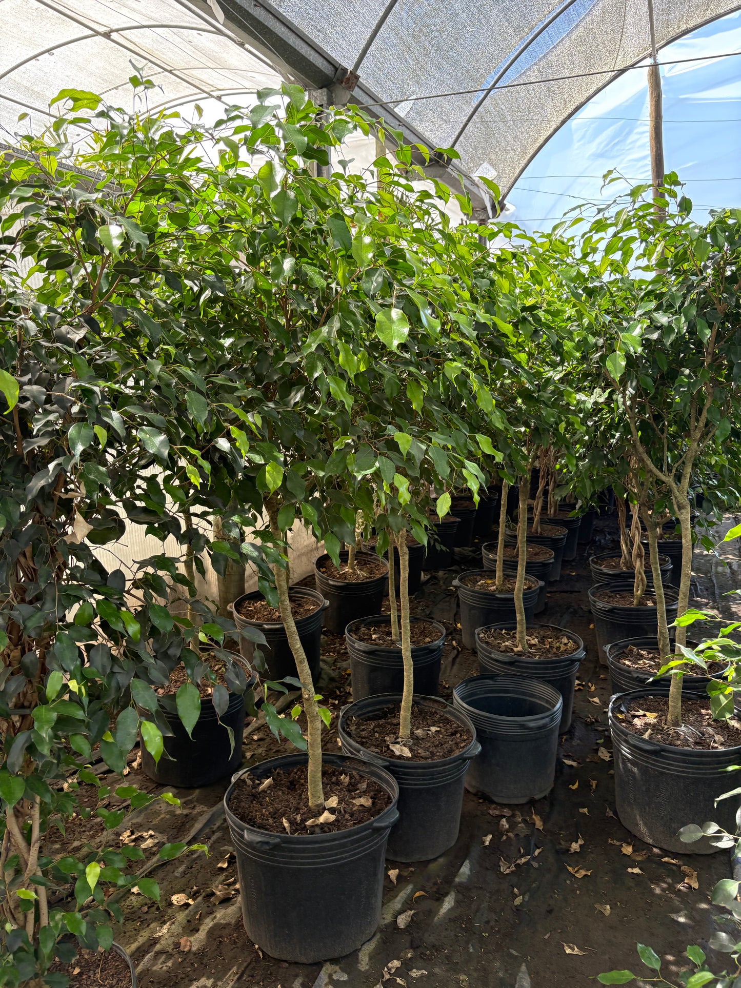 Ficus benjamina – Árbol decorativo interior y exterior luminoso