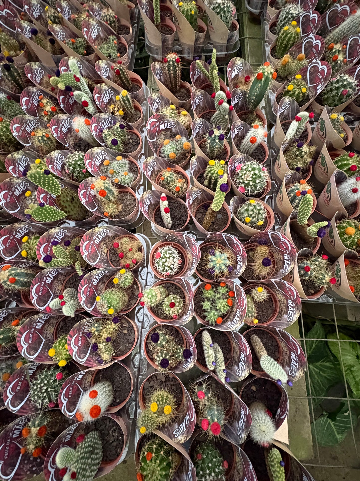 Bandeja Mini Cactus x15 – Pack de Cactus para Regalar, Decorar y Eventos