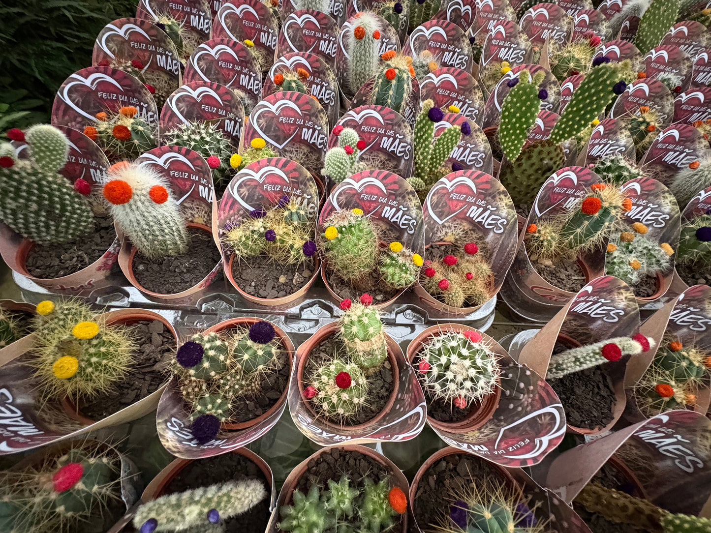 Bandeja Mini Cactus x15 – Pack de Cactus para Regalar, Decorar y Eventos