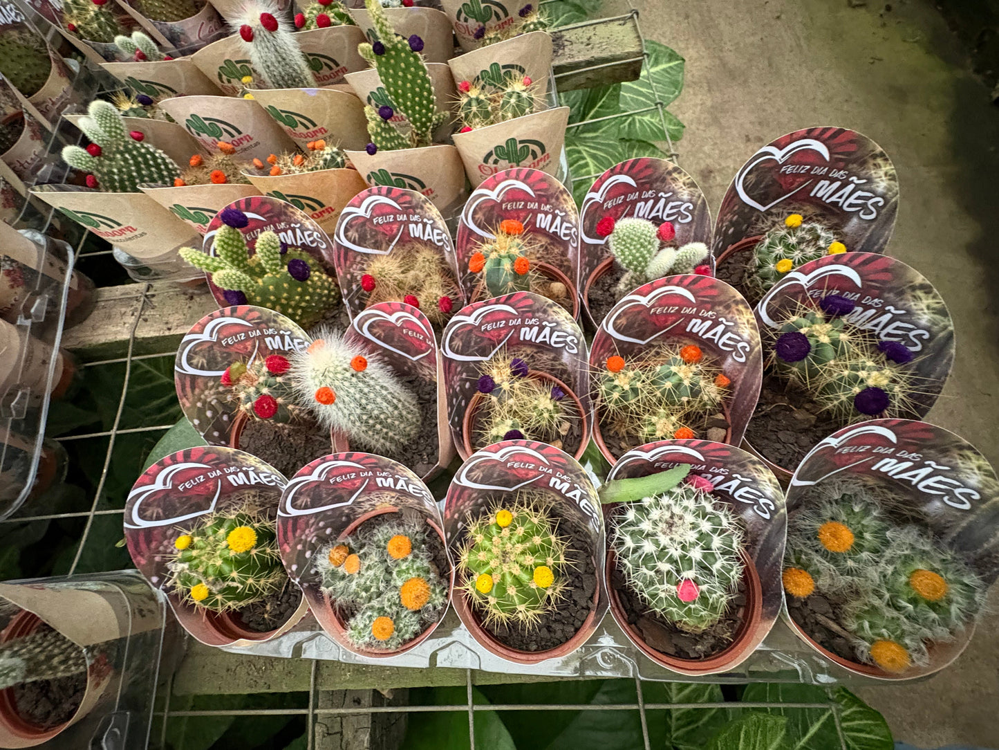 Bandeja Mini Cactus x15 – Pack de Cactus para Regalar, Decorar y Eventos