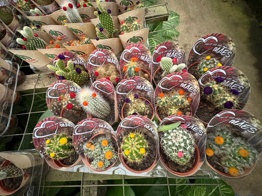 Bandeja Mini Cactus x15 – Pack de Cactus para Regalar, Decorar y Eventos