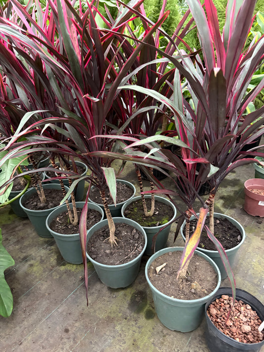 Dracena Pena de Indio – Planta de Interior de Tallo Fino y Hojas Largas
