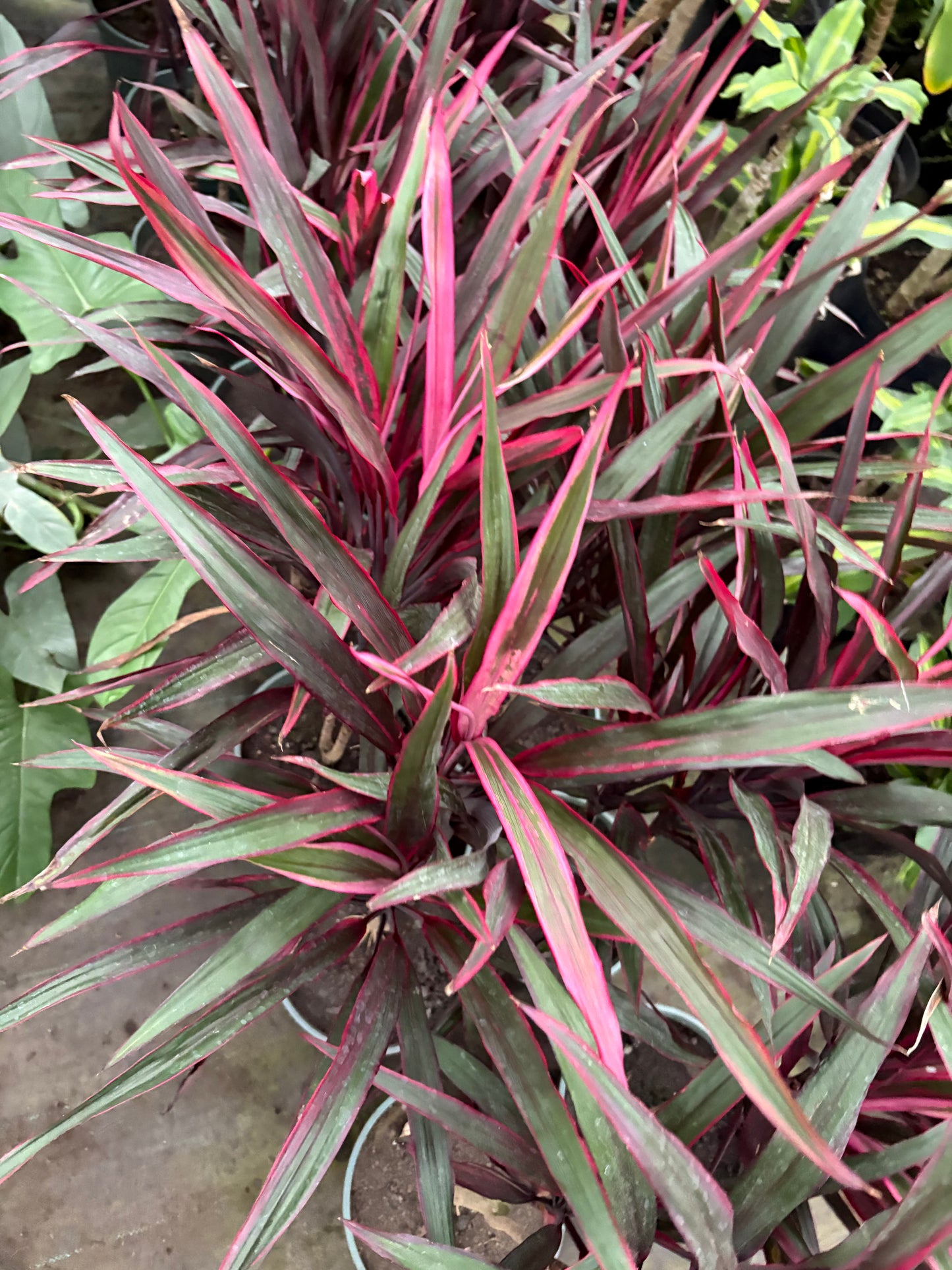 Dracena Pena de Indio – Planta de Interior de Tallo Fino y Hojas Largas