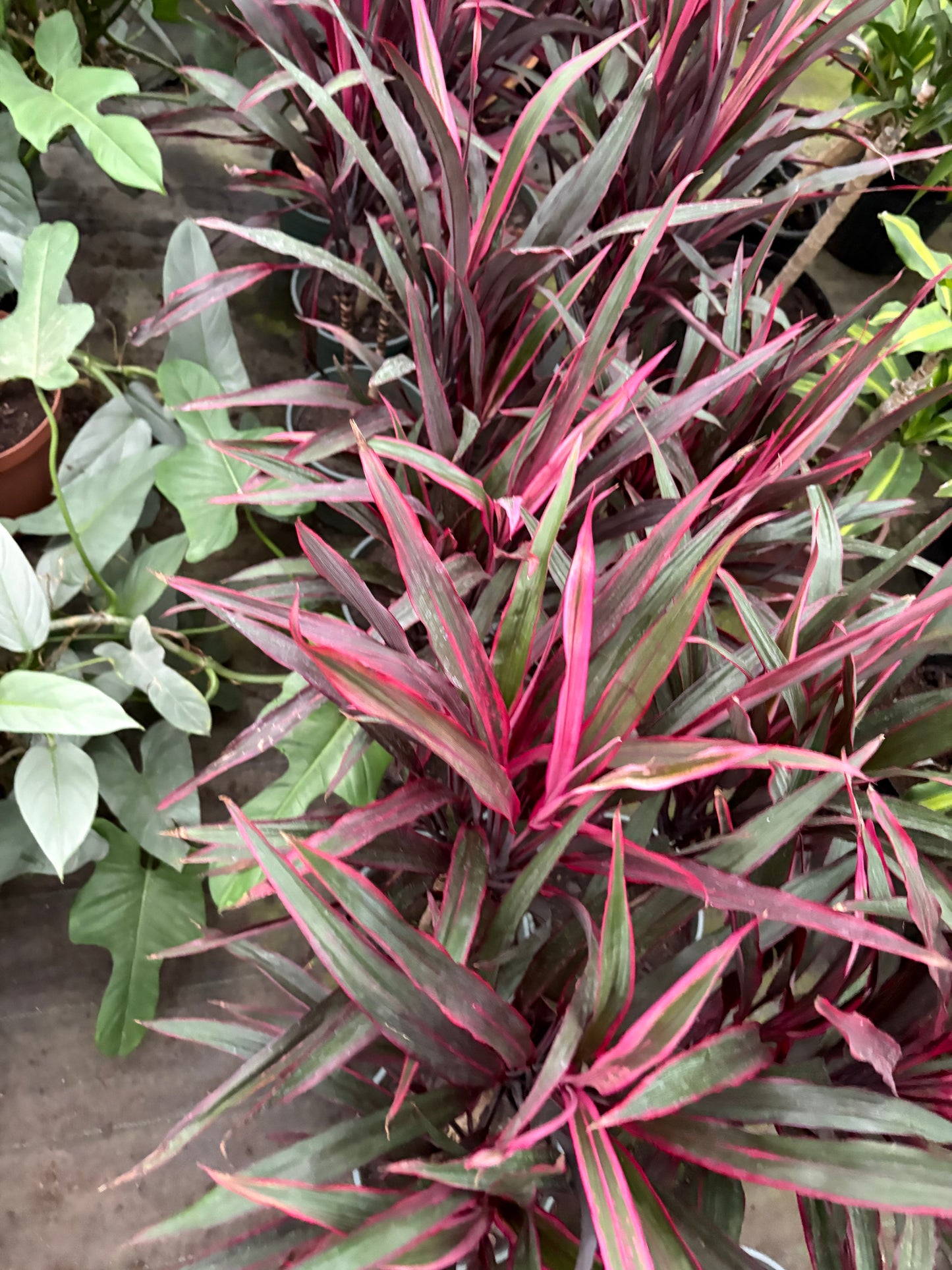 Dracena Pena de Indio – Planta de Interior de Tallo Fino y Hojas Largas