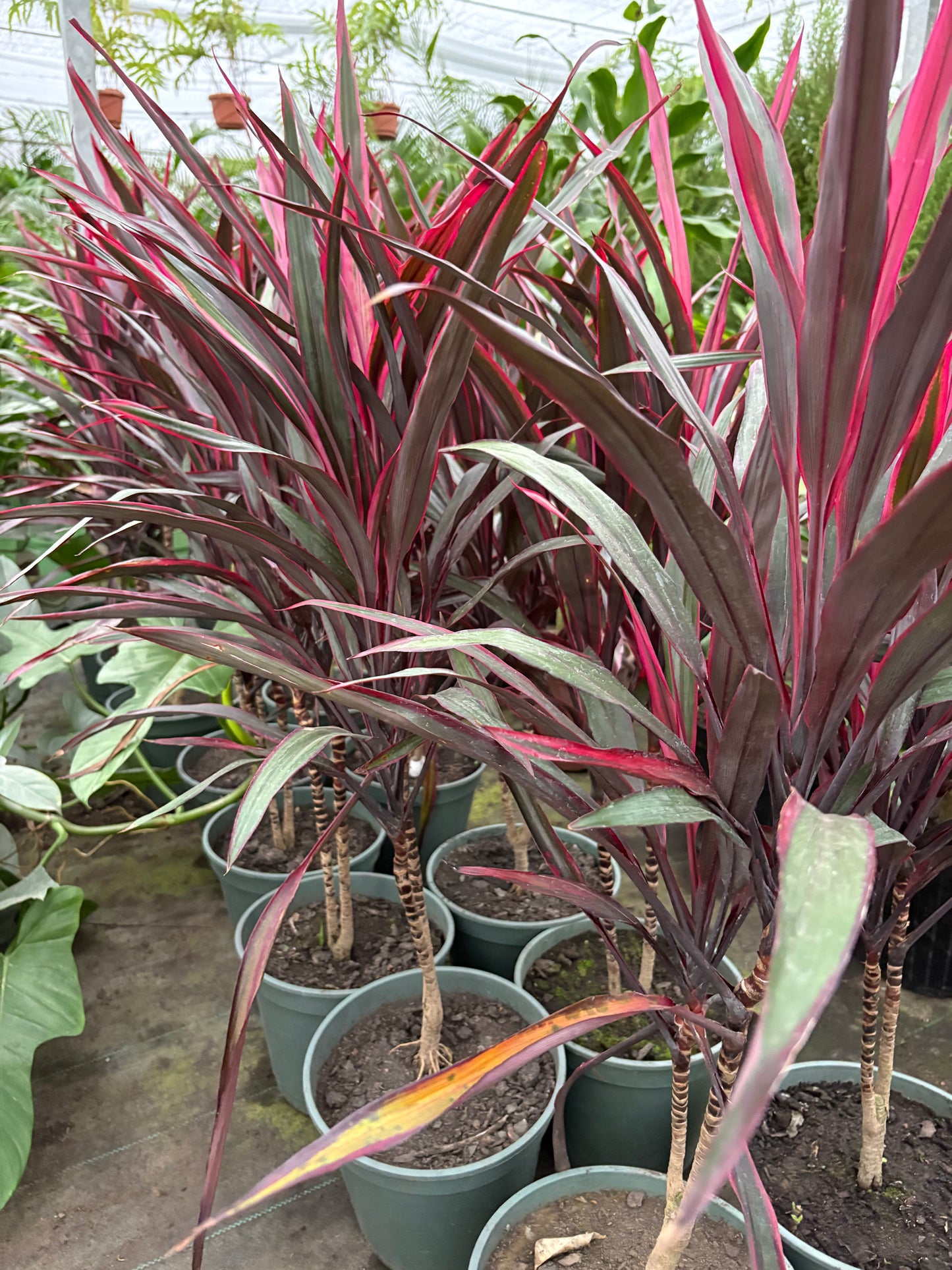 Dracena Pena de Indio – Planta de Interior de Tallo Fino y Hojas Largas