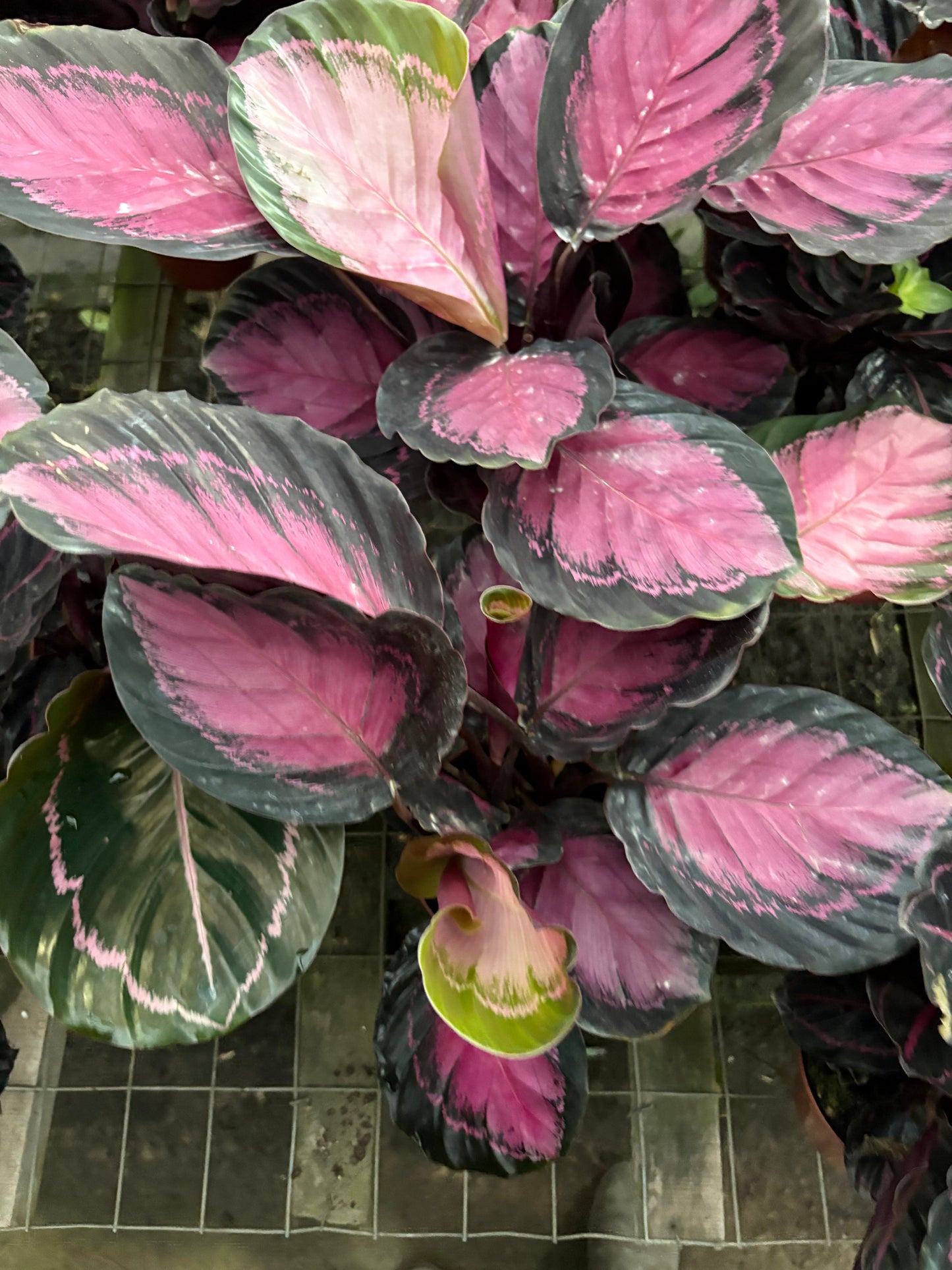 Calatea Roseopicta Rosy – Planta de Interior de Hojas Rosadas