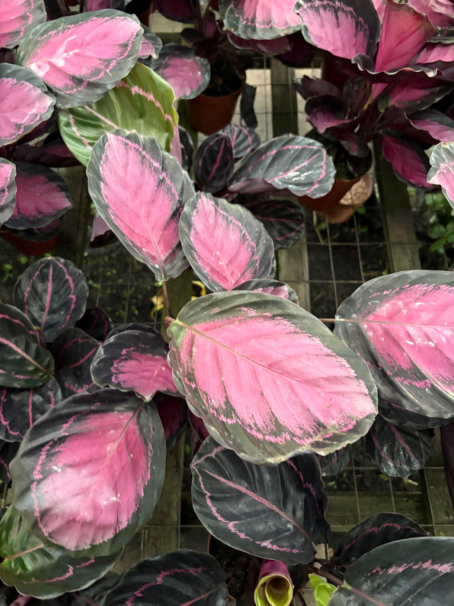 Calatea Roseopicta Rosy – Planta de Interior de Hojas Rosadas