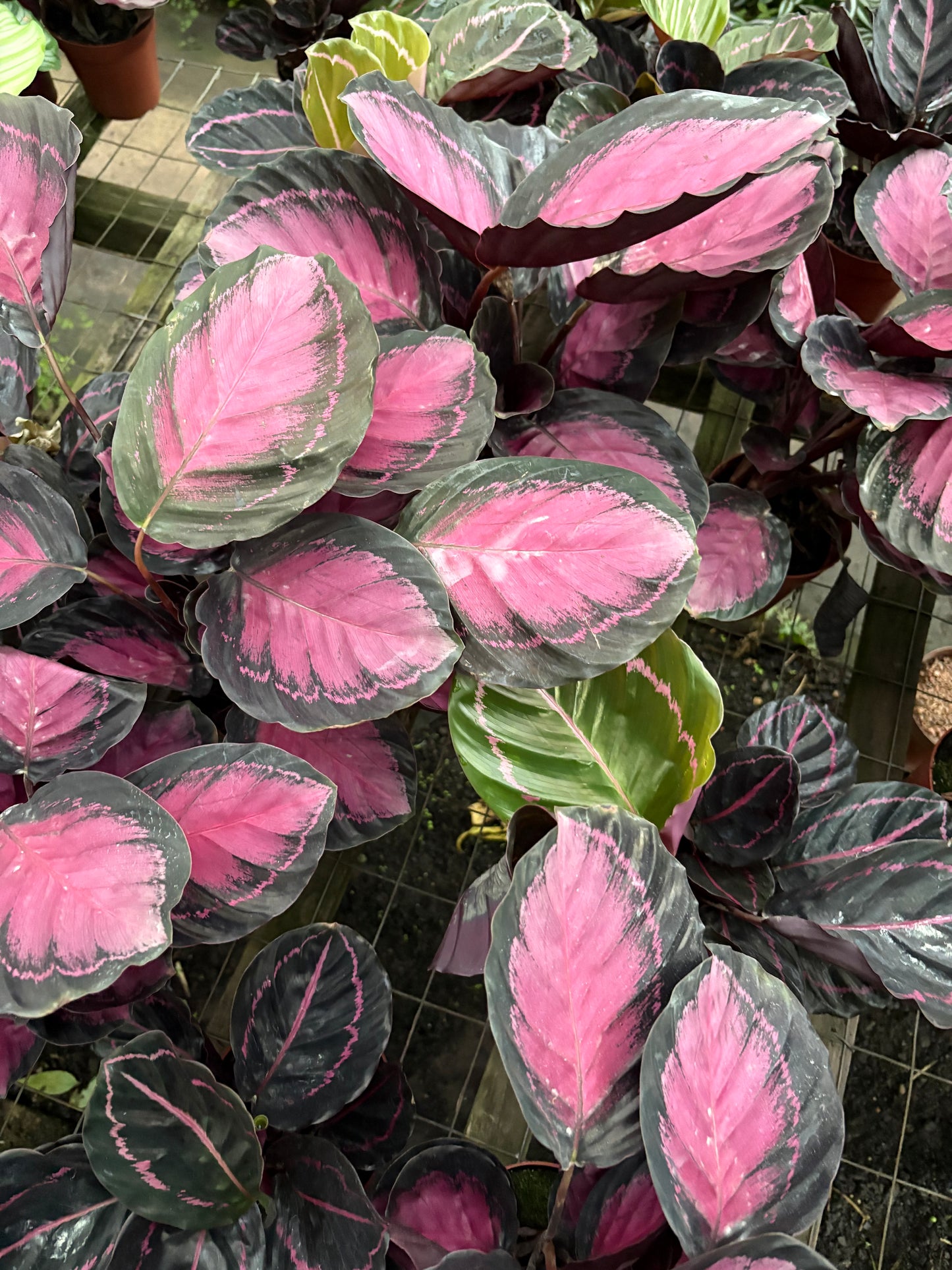 Calatea Roseopicta Rosy – Planta de Interior de Hojas Rosadas