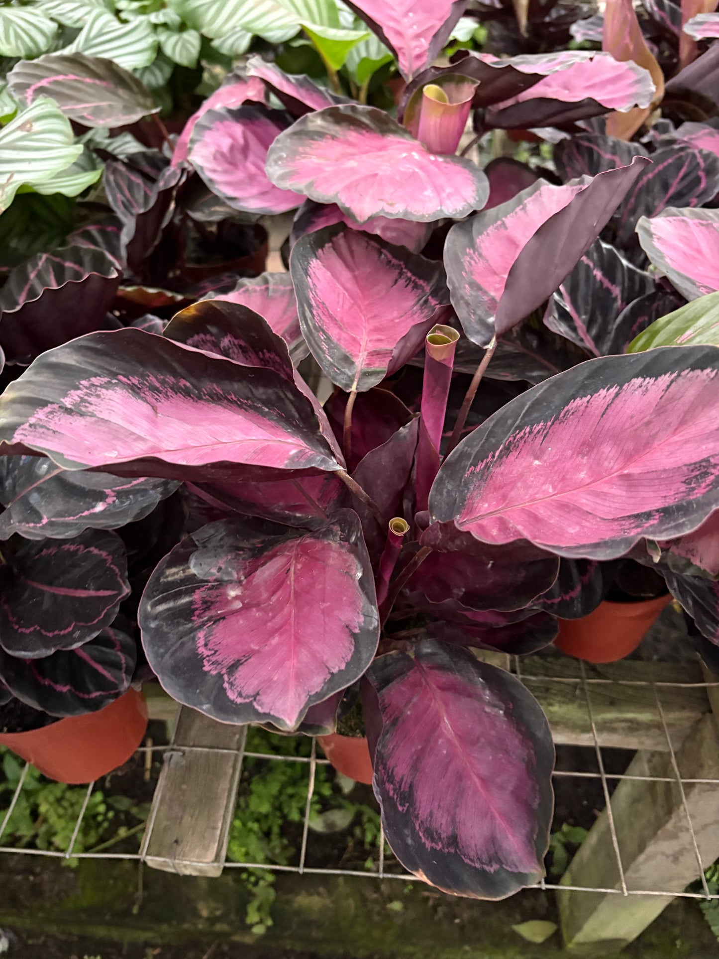 Calatea Roseopicta Rosy – Planta de Interior de Hojas Rosadas