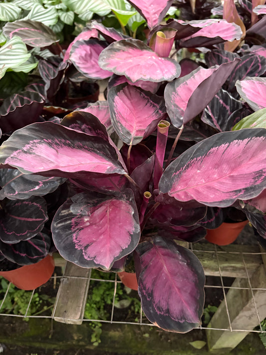 Calatea Roseopicta Rosy – Planta de Interior de Hojas Rosadas