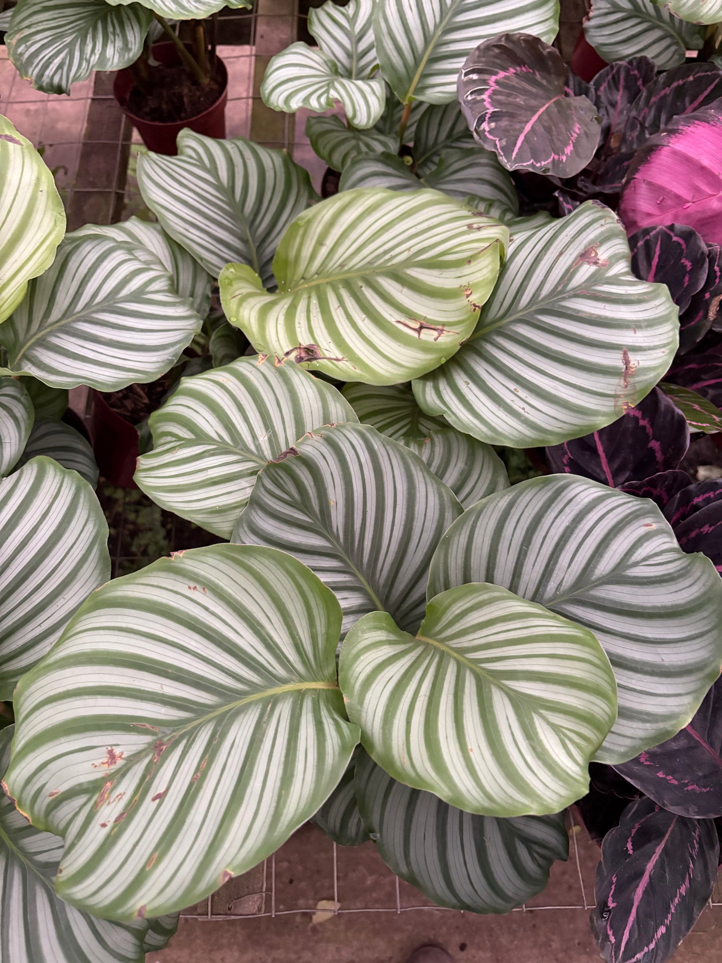 Calatea Orbifolia – Planta de Interior de Hojas Grandes y Decorativas