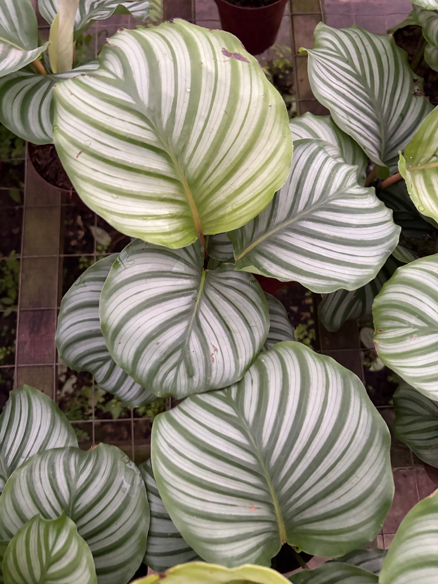 Calatea Orbifolia – Planta de Interior de Hojas Grandes y Decorativas