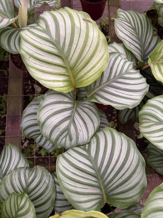 Calatea Orbifolia – Planta de Interior de Hojas Grandes y Decorativas