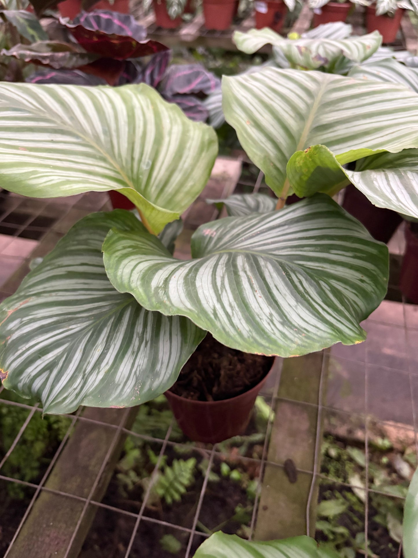Calatea Orbifolia – Planta de Interior de Hojas Grandes y Decorativas