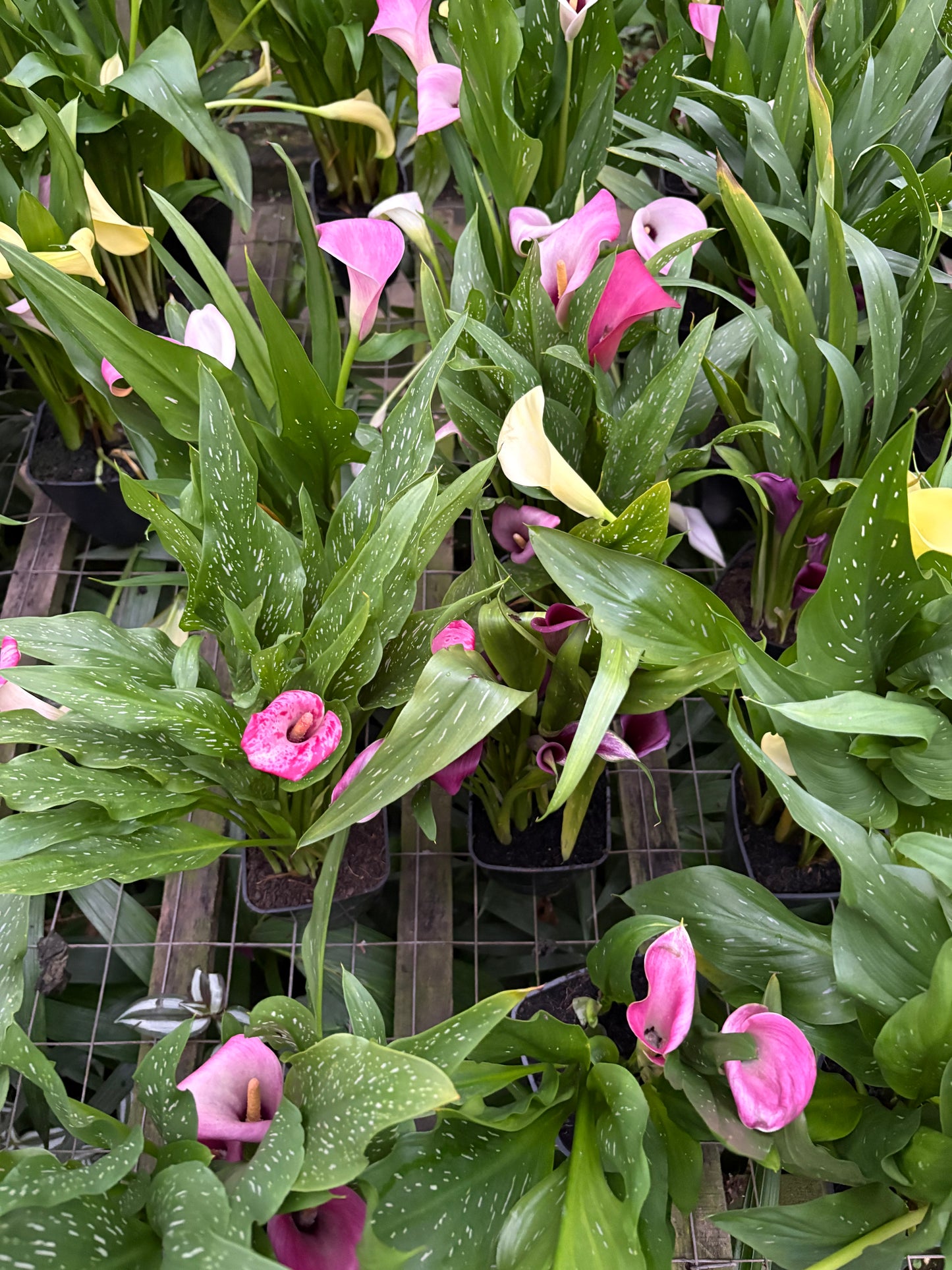 Calas – Planta con Flor de Estación para Jardín y Maceta