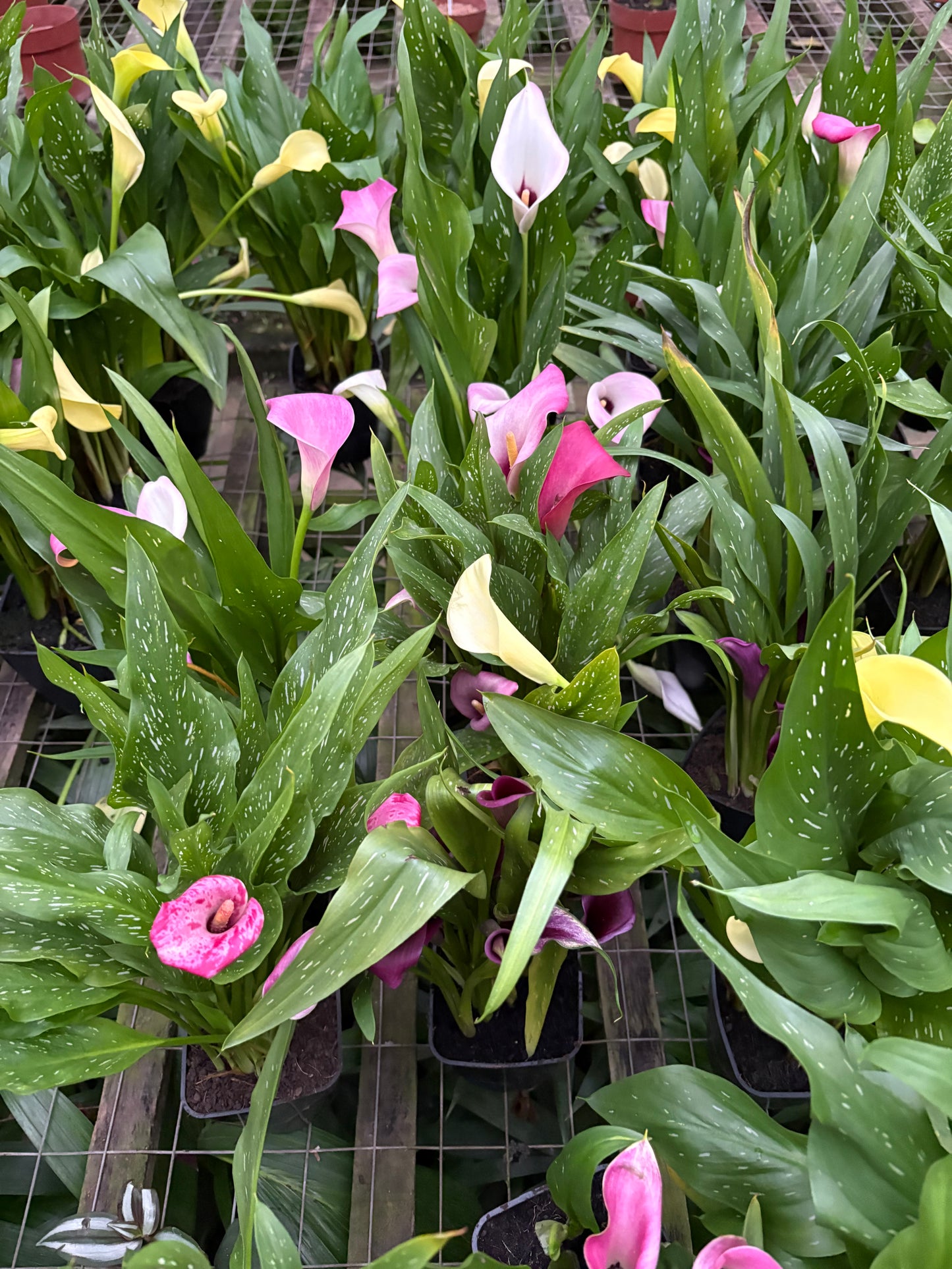 Calas – Planta con Flor de Estación para Jardín y Maceta