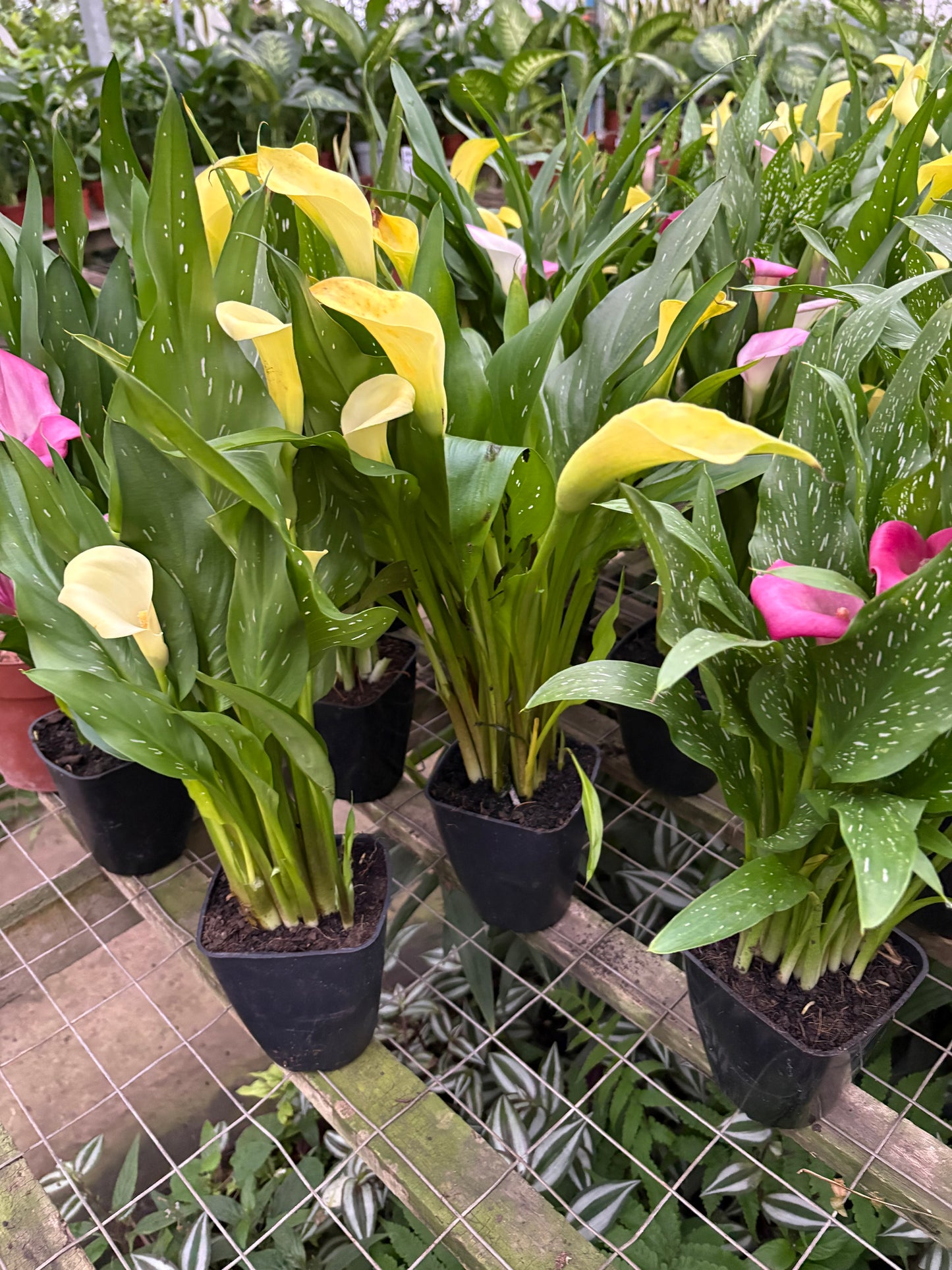 Calas – Planta con Flor de Estación para Jardín y Maceta