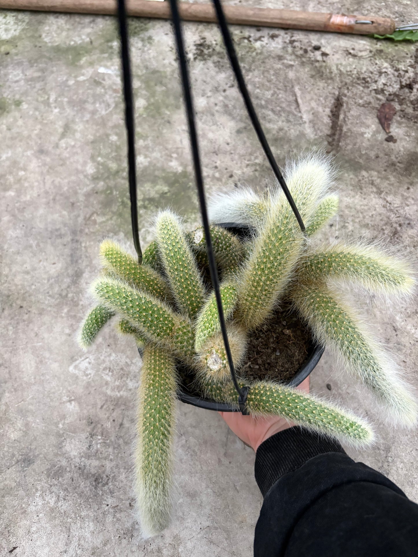 Cola de Mono – Cactus Colgante de Forma Única para Interior y Exterior Protegido