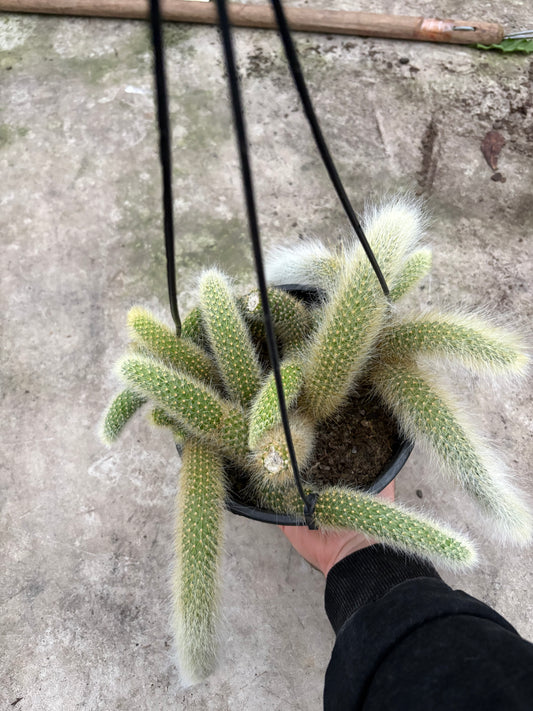 Cola de Mono – Cactus Colgante de Forma Única para Interior y Exterior Protegido