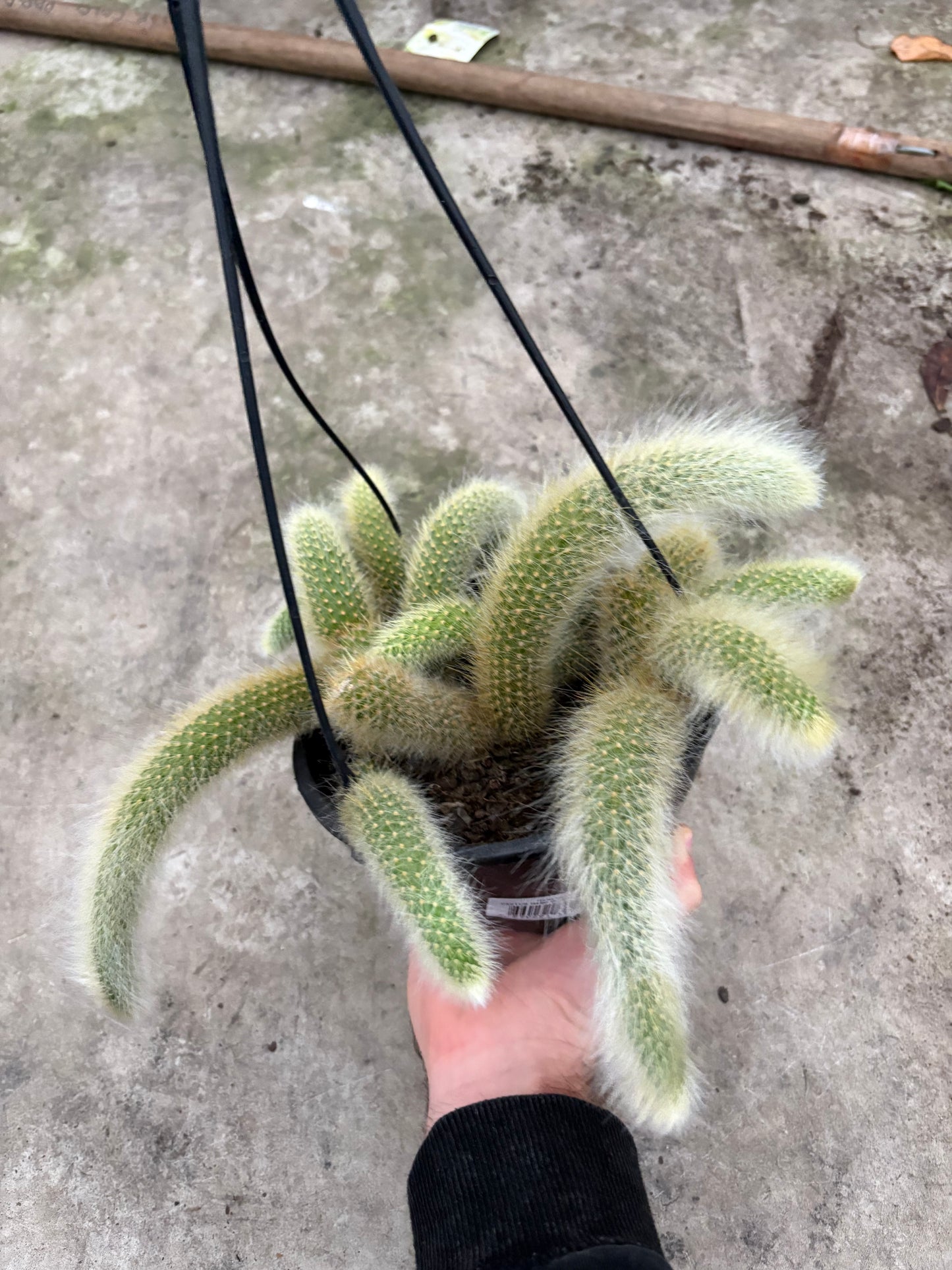 Cola de Mono – Cactus Colgante de Forma Única para Interior y Exterior Protegido