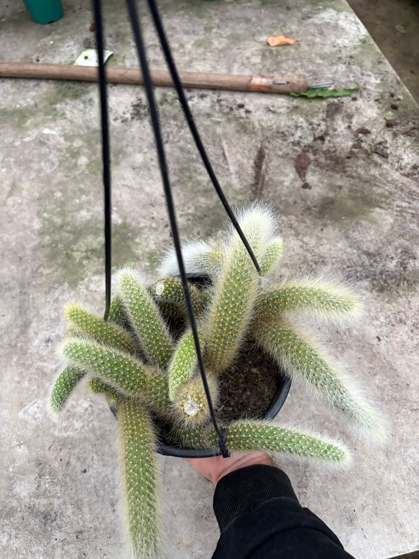 Cola de Mono – Cactus Colgante de Forma Única para Interior y Exterior Protegido
