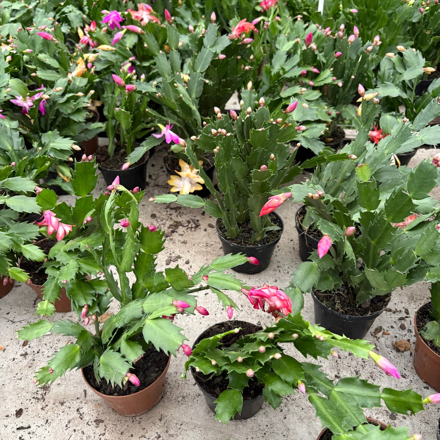 Cactus Cangreja – Cactus Colgante de Interior con Flor