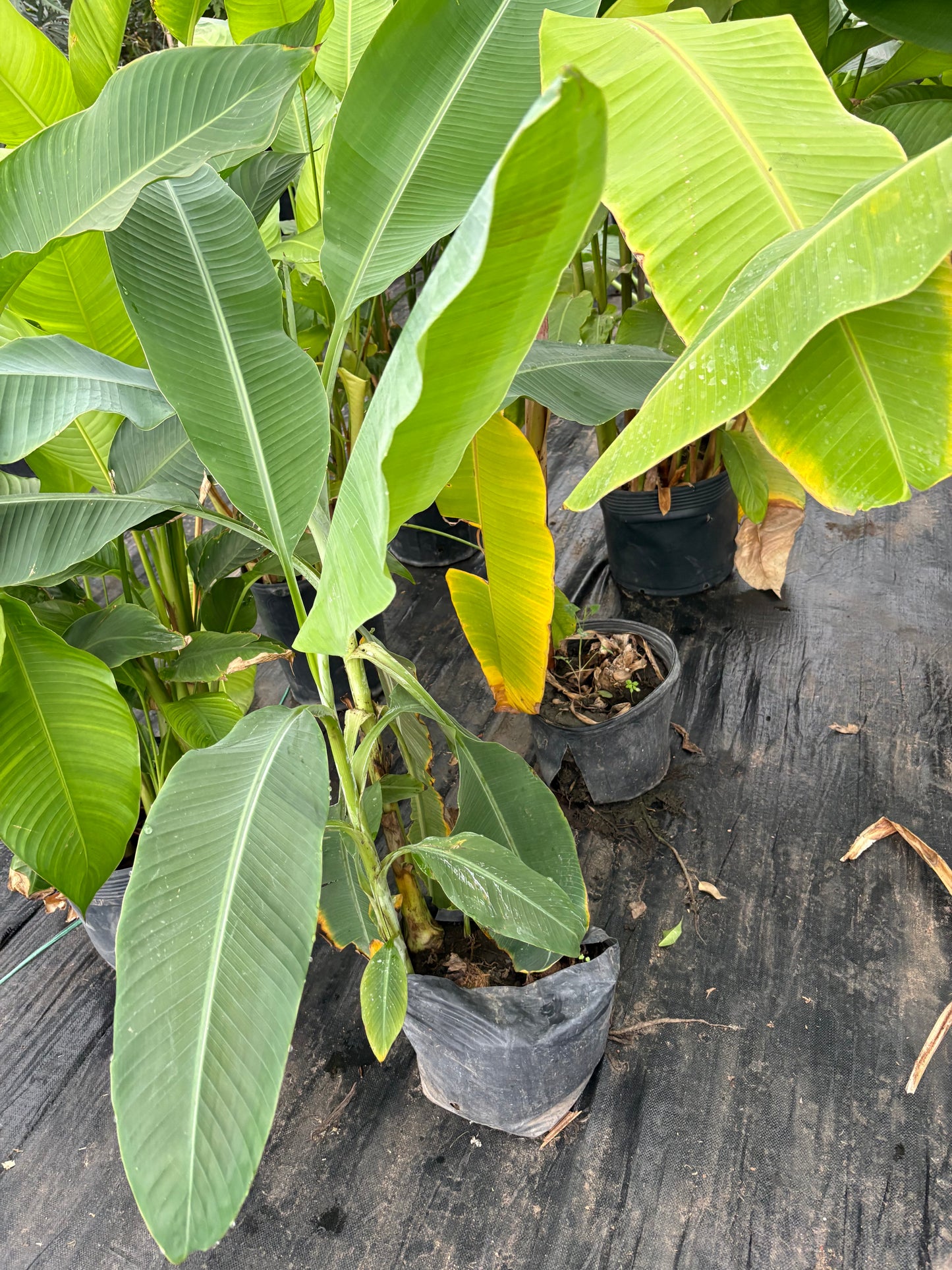 Banano – Planta Tropical para Jardín y Patios Soleados