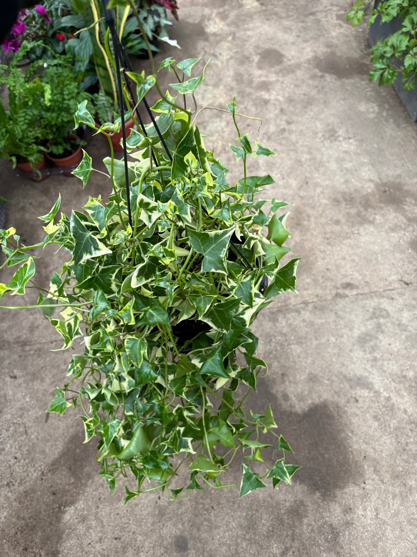 Senecio Variegado – Planta Colgante para Interior Luminoso o Exterior Protegido