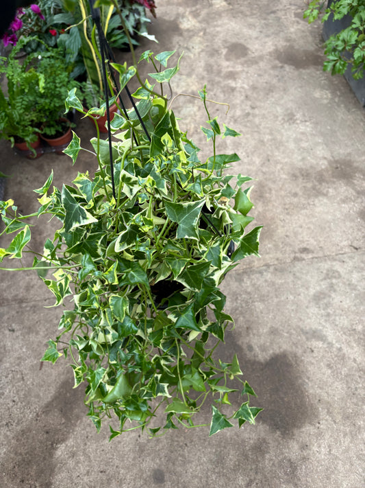 Senecio Variegado – Planta Colgante para Interior Luminoso o Exterior Protegido