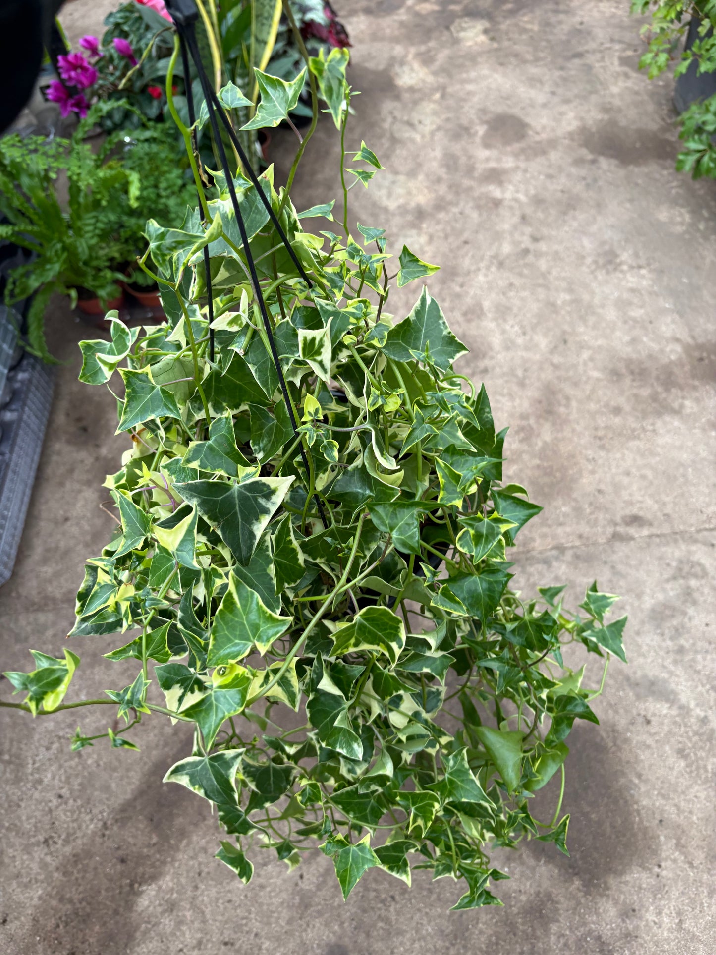 Senecio Variegado – Planta Colgante para Interior Luminoso o Exterior Protegido