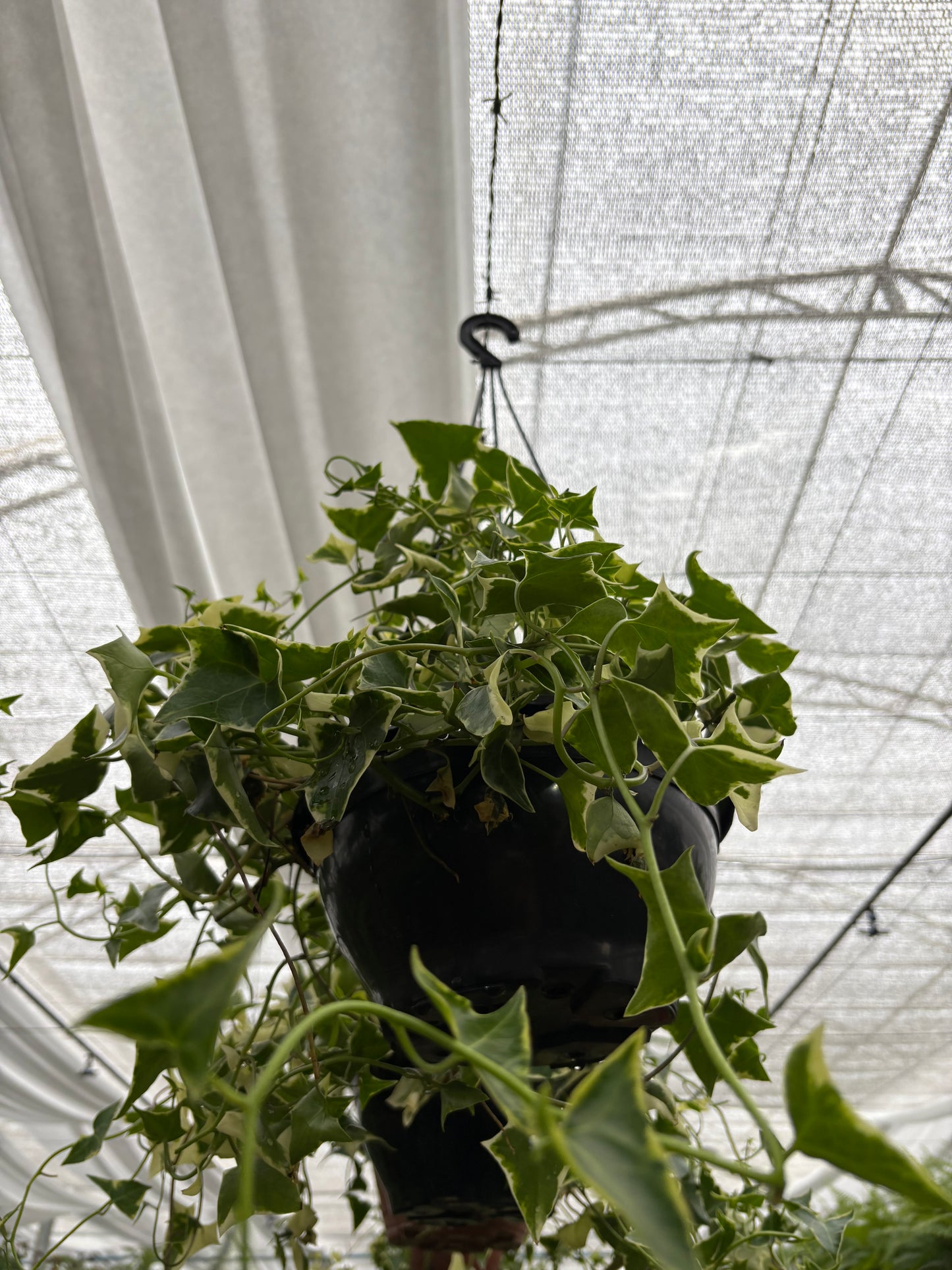 Senecio Variegado – Planta Colgante para Interior Luminoso o Exterior Protegido