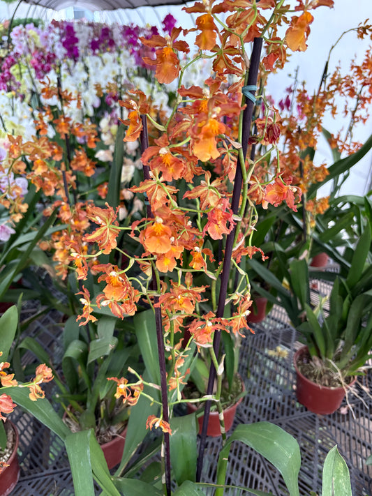 Orquídea Oncidium – Planta de Interior con Flor Tipo Bailarina