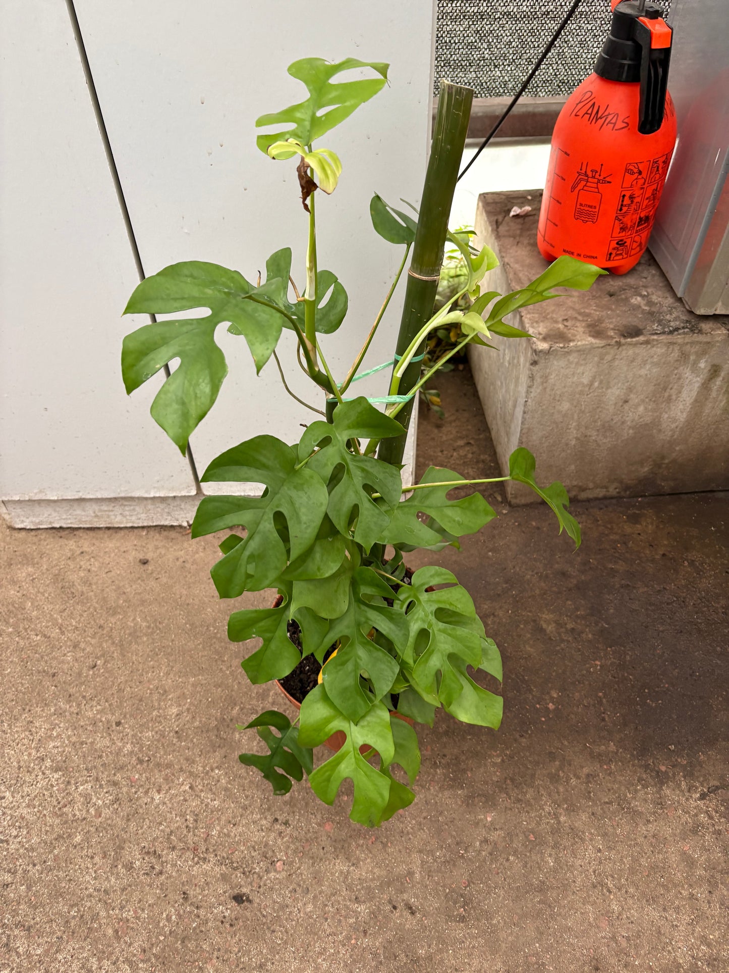 Monstera Minima – Trepadora de Interior con Hojas Tipo Monstera