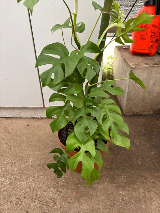 Monstera Minima – Trepadora de Interior con Hojas Tipo Monstera