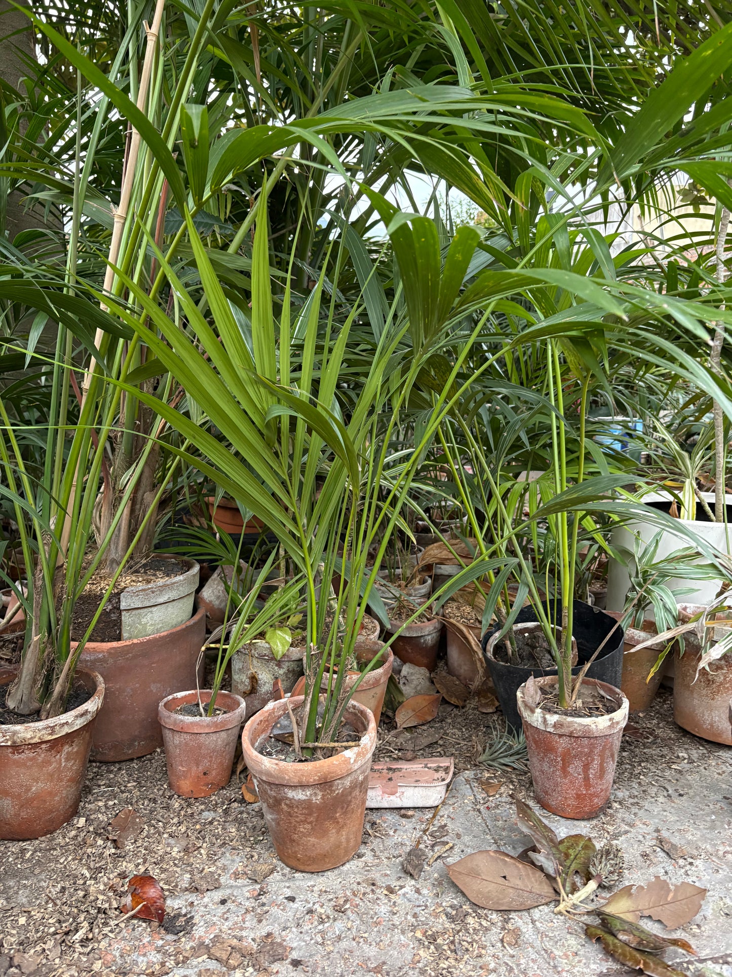 Palmeras Kentia con Historia – Kentias en busca de hogar