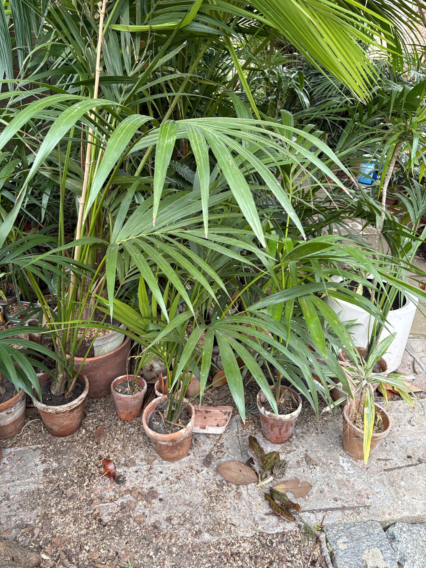 Palmeras Kentia con Historia – Kentias en busca de hogar