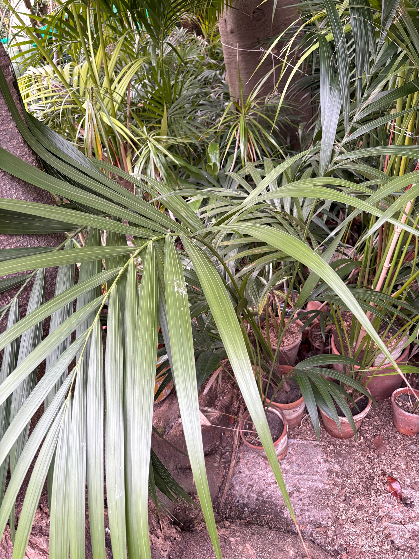 Palmeras Kentia con Historia – Kentias en busca de hogar