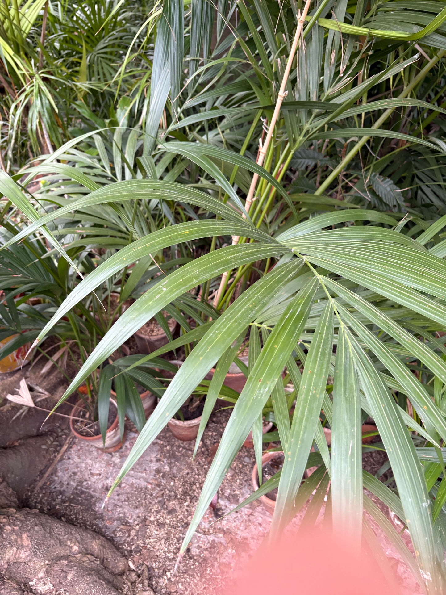 Palmeras Kentia con Historia – Kentias en busca de hogar