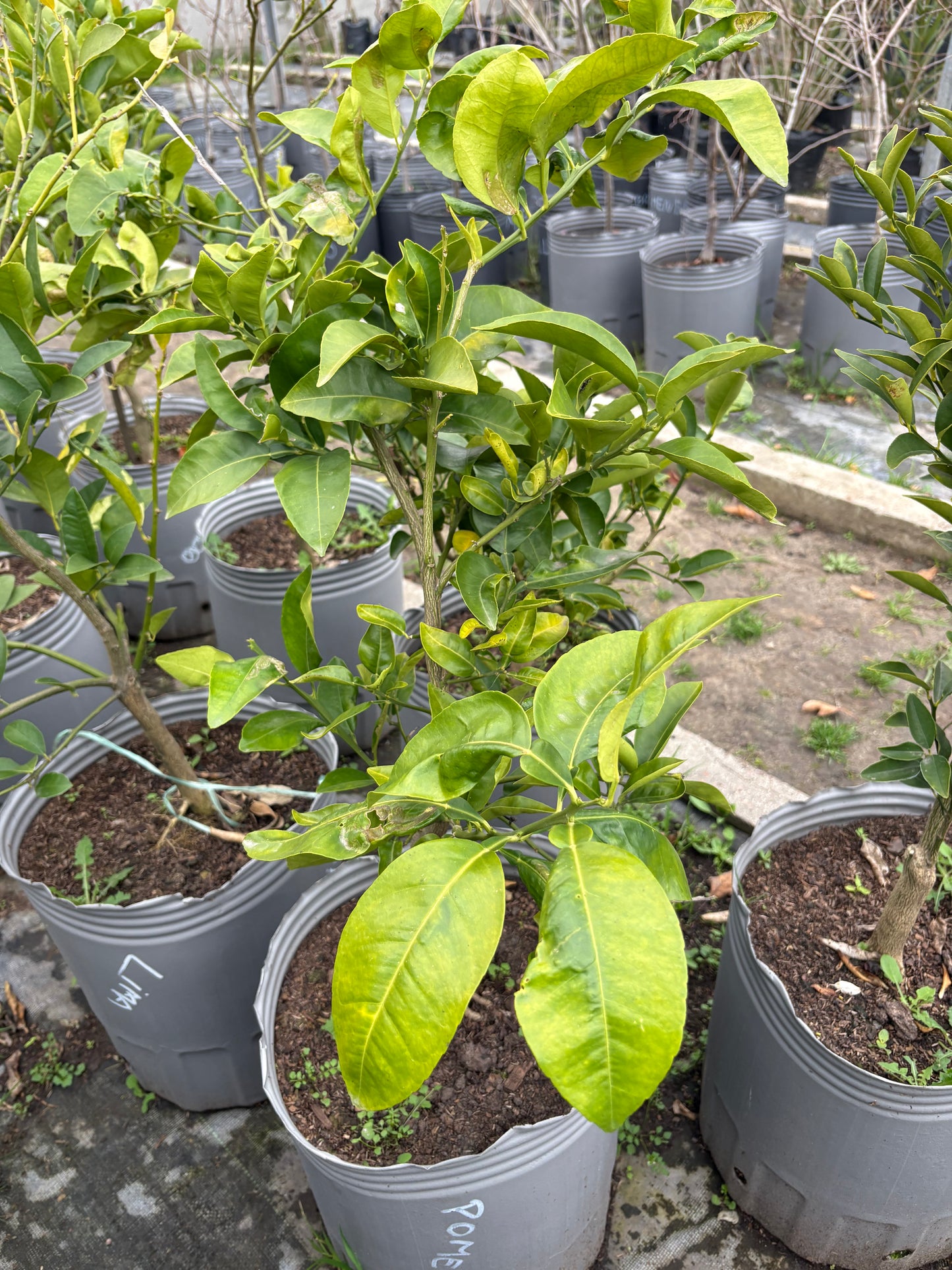 Pomelo – Cítrico generoso