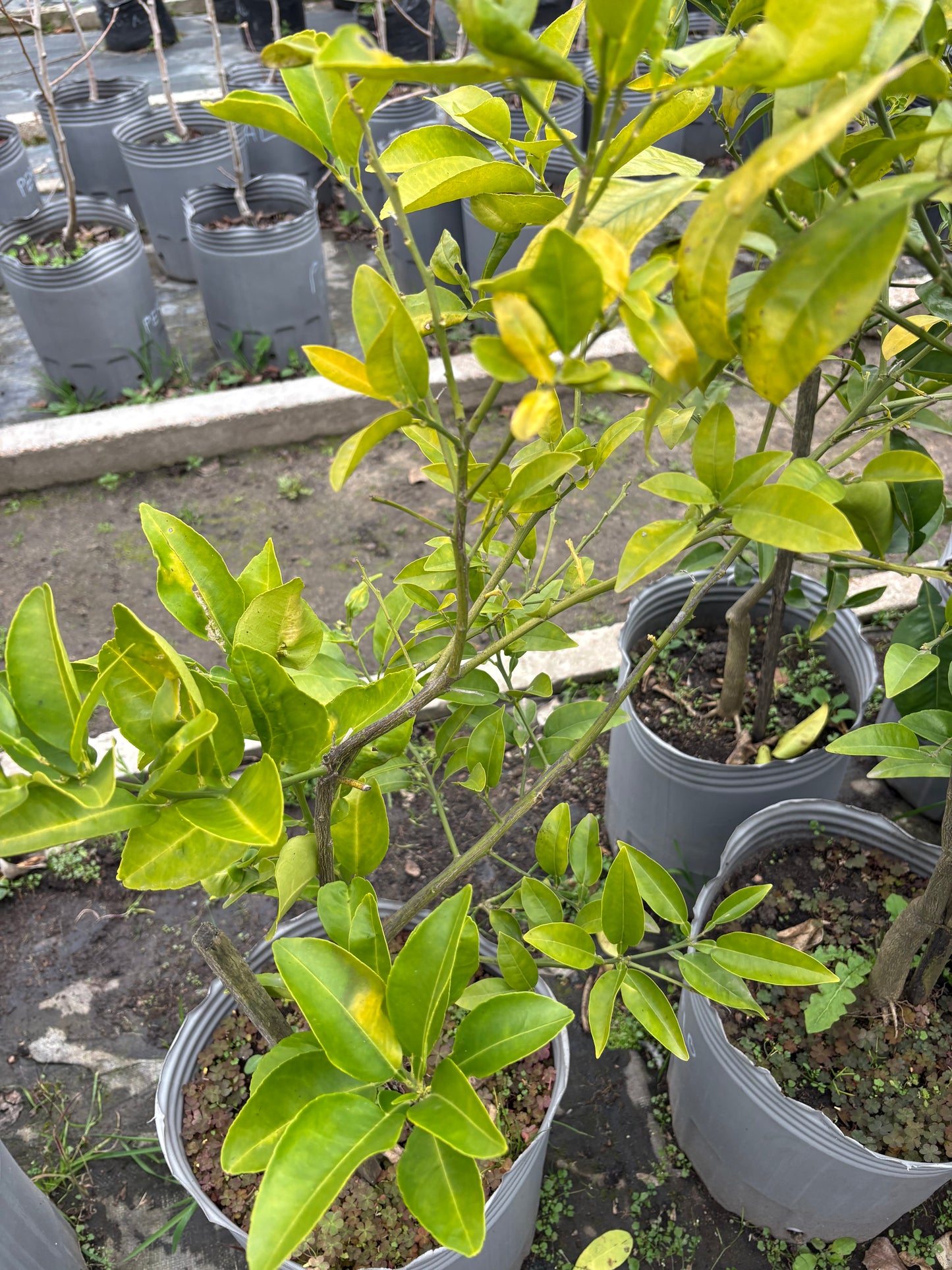Pomelo – Cítrico generoso