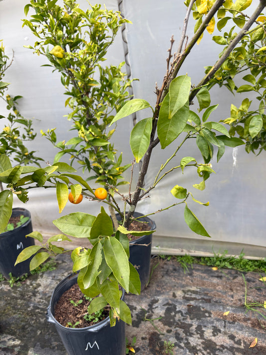 Mandarina – El cítrico más agradecido